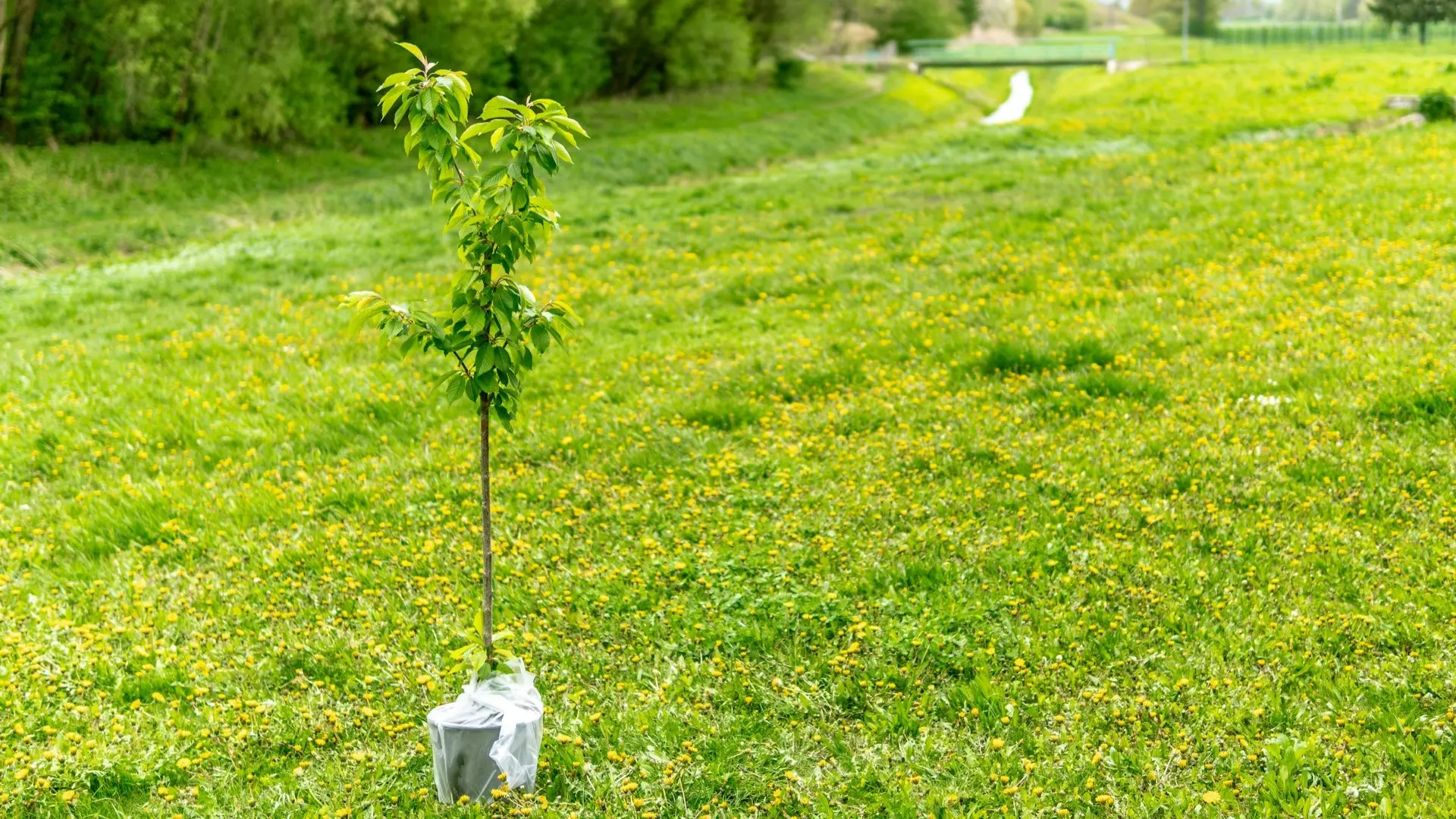 Ein junger Baum steht noch in Folie eingepackt auf einer Wiese - seinem neuen Zuhause